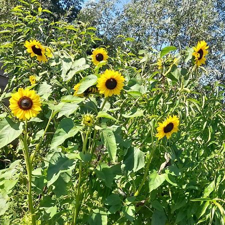 De Huifkar, Trekkershut Bij Sneek Hotel Hommerts Bagian luar foto